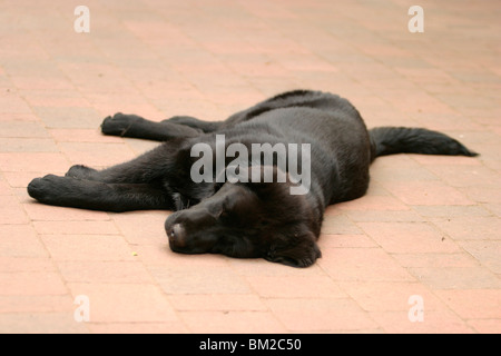 Fare schlafender Khyi / dormire Mastino tibetano Foto Stock