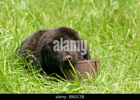 Fare knabbernder Khyi Welpe / rosicchia Il Mastino tibetano cucciolo Foto Stock