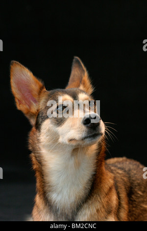 Mischling / Mongrel ritratto Foto Stock