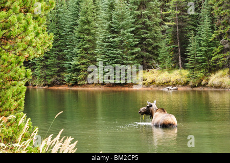 Vacca di alimentazione delle alci in Moose Lake, il Parco Nazionale di Jasper, Sito Patrimonio Mondiale dell'UNESCO, Alberta, Canada Foto Stock