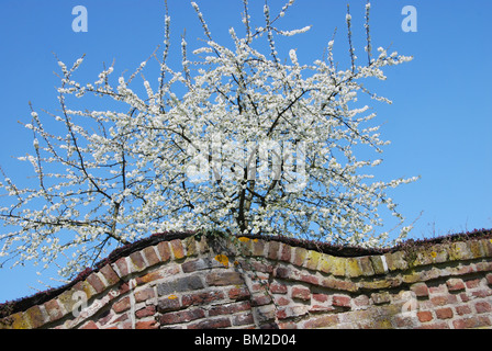 Fioritura melo presso il castello Alden Biesen Castle, Bilzen, Hesbaye Belgio Foto Stock
