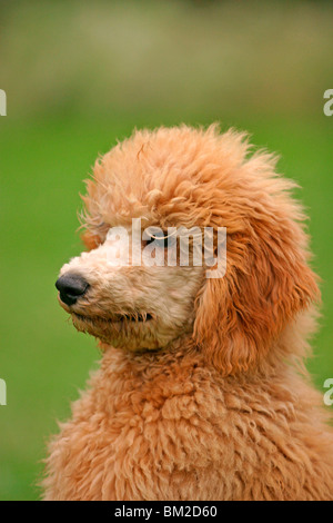 Pudel / Poodle ritratto Foto Stock