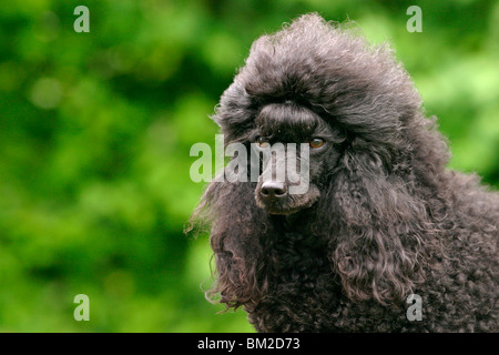 Pudel / Poodle ritratto Foto Stock