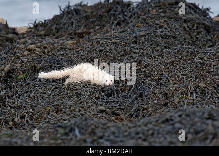 Albino caccia visone lungo un mare loch in Scozia Foto Stock