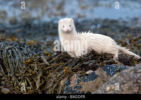 Albino caccia visone lungo un mare loch in Scozia Foto Stock