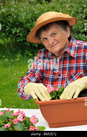 Senior donna giardinaggio, piantine di begonia Foto Stock