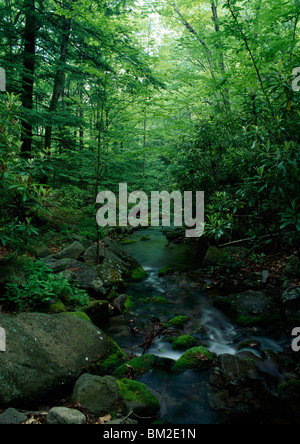 Creek che scorre attraverso una foresta, Rattlesnake Creek, Pocono Mountains, Pennsylvania, STATI UNITI D'AMERICA Foto Stock