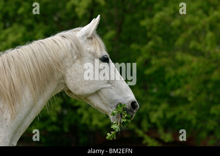 Pferd beim fressen / cavallo al pascolo Foto Stock