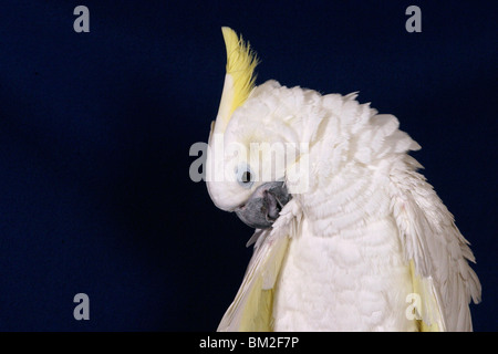 Gelbwangenkakadu bei der Gefiederpflege / Pulizia Cacatua Foto Stock