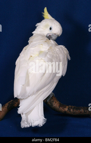 Gelbwangenkakadu bei der Gefiederpflege / Pulizia Cacatua Foto Stock