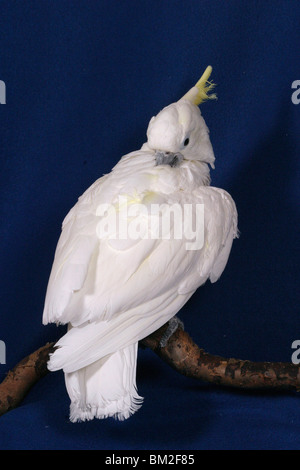 Gelbwangenkakadu bei der Gefiederpflege / Pulizia Cacatua Foto Stock