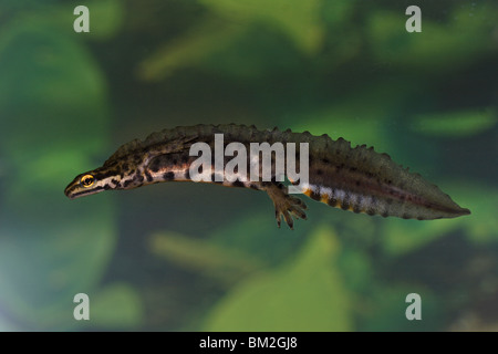 Teichmolch Molch,,, Triturus vulgaris, Lissotriton, comune, Tritone, Foto Stock