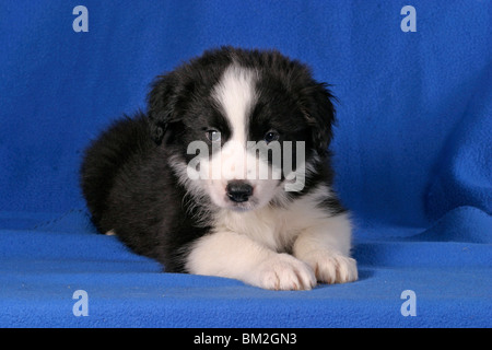 Border Collie Welpe / Border Collie cucciolo Foto Stock