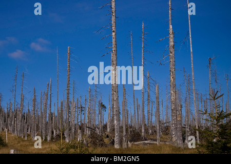 Il declino della foresta nella foresta di Sumava Foto Stock