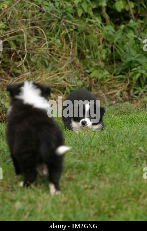 Border Collie Welpen / Border Collie cuccioli Foto Stock