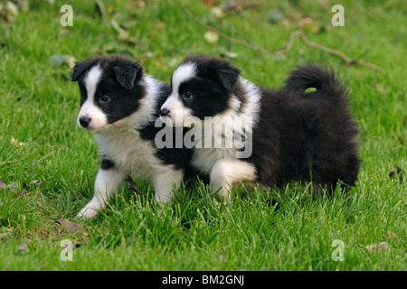 Collie di bordo Foto Stock