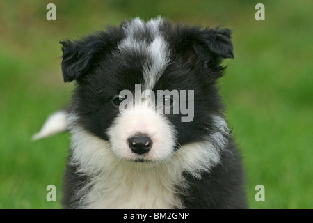 Border Collie Welpe / Border Collie cucciolo Foto Stock