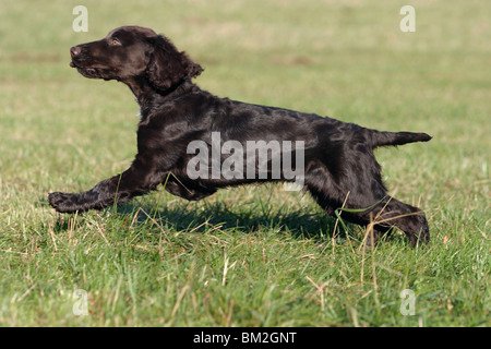 Rennender Deutscher Wachtelhund / cane in esecuzione Foto Stock