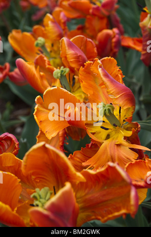 Un primo piano di fioritura di tulipani arancio e rossi del re pappagallo Holland Michigan nessuno dall'alto ad alta risoluzione Foto Stock