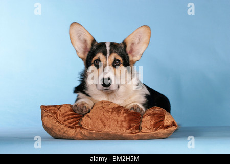 Liegender / giacente Welsh Corgi Pembroke Foto Stock