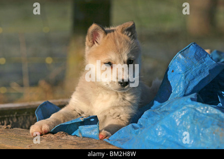 Westsibirscher Laika Welpe / Laika cucciolo Foto Stock