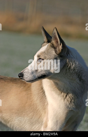 Westsibirscher Laika ritratto Foto Stock