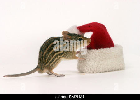 Streifenmaus / spogliato gras mouse Foto Stock