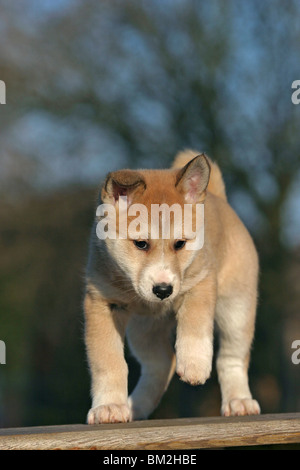 Westsibirischer Laika Welpe / Laika cucciolo Foto Stock