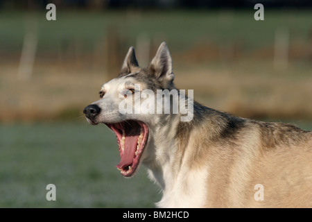 Westsibirscher Laika ritratto Foto Stock