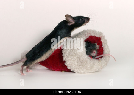 Farbmaus Weihnachten / mouse natale Foto Stock