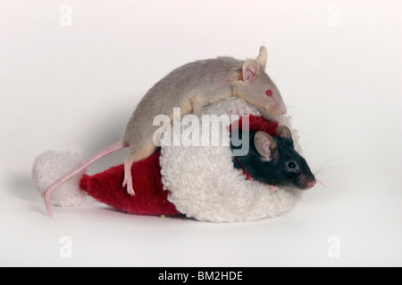 Farbmaus Weihnachten / mouse natale Foto Stock