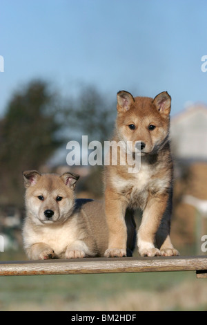 Westsibirischer Laika Welpen / Laika cuccioli Foto Stock