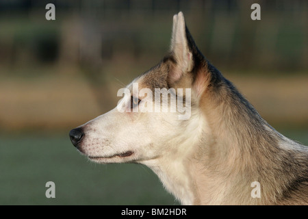 Westsibirscher Laika ritratto Foto Stock