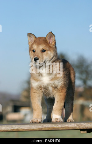 Stehender Westsibirischer Laika / Laika permanente Foto Stock