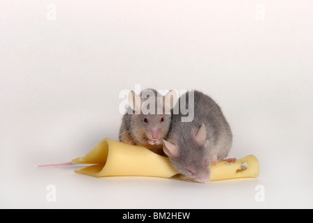 Mäuse mit Käse / topi con formaggio Foto Stock