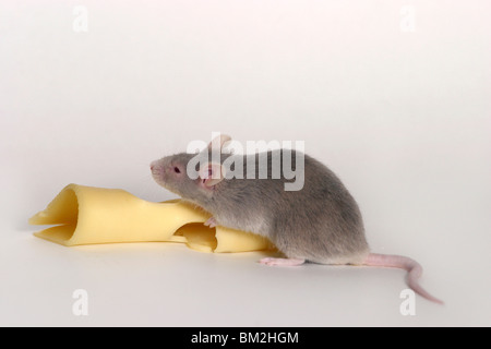 Maus mit Käse / mouse con formaggio Foto Stock