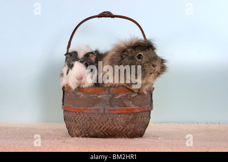 Rosettenmeerschweinchen im Körbchen / cavie nel cestello Foto Stock