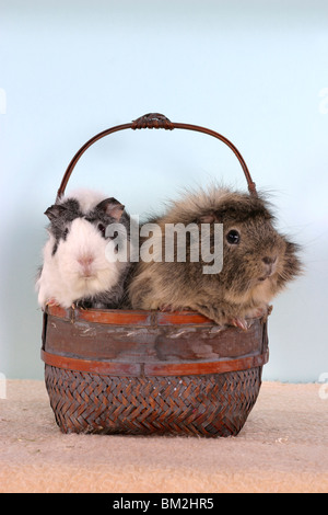 Rosettenmeerschweinchen im Körbchen / cavie nel cestello Foto Stock