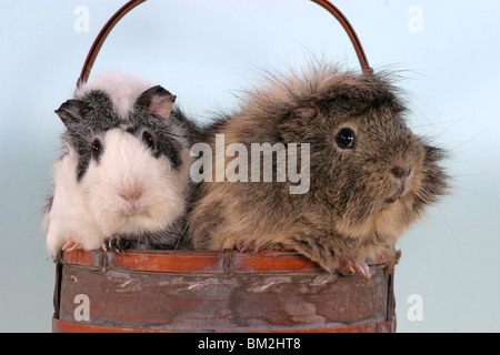 Rosettenmeerschweinchen im Körbchen / cavie nel cestello Foto Stock