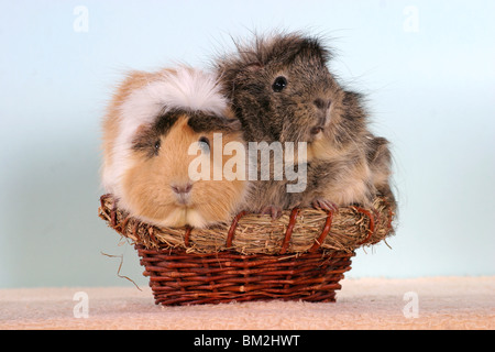 Rosettenmeerschweinchen im Körbchen / cavie nel cestello Foto Stock