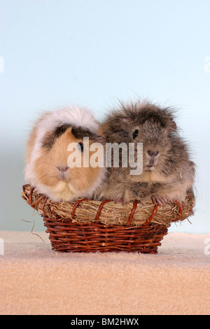 Rosettenmeerschweinchen im Körbchen / cavie nel cestello Foto Stock