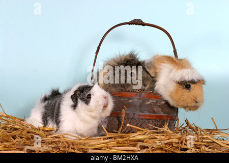 Rosettenmeerschweinchen im Körbchen / cavie nel cestello Foto Stock