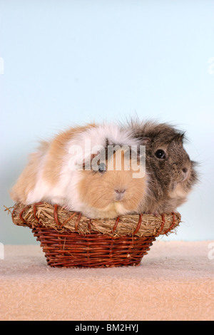 Rosettenmeerschweinchen im Körbchen / cavie nel cestello Foto Stock