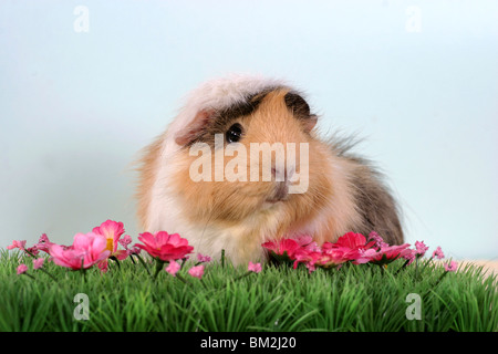 Rosettenmeerschweinchen / cavia Foto Stock