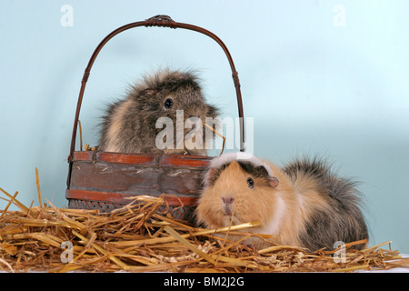 Rosettenmeerschweinchen im Körbchen / cavie nel cestello Foto Stock