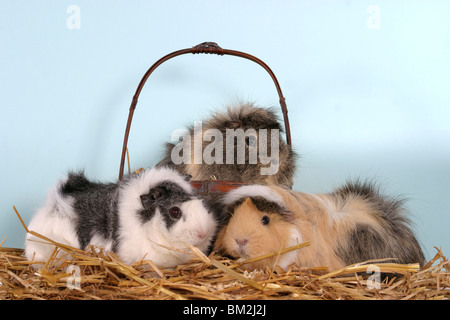 Rosettenmeerschweinchen im Körbchen / cavie nel cestello Foto Stock