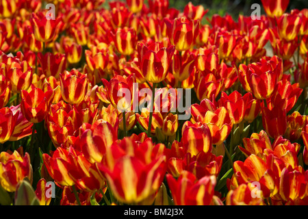 Fiori di tulipani bicolori Georgette rossi Holland Michigan MI visti dall'alto immagini close up foto in vendita su Alamy orizzontali negli USA US ad alta risoluzione Foto Stock