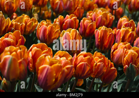 Arancione Triumph Principessa Irene tulipa tulipano tulipi fiori Olanda Michigan MI immagini foto vendita su alamy orizzontale negli USA US ad alta risoluzione Foto Stock