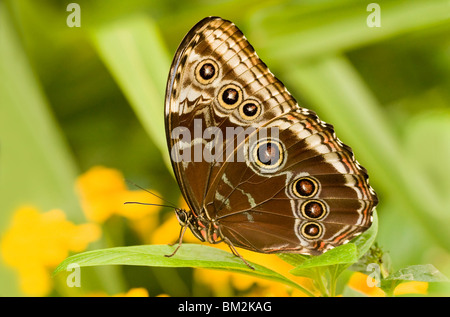 Blu Peleides morfo butterfly (Morpho peleides) appollaiate su un impianto Foto Stock