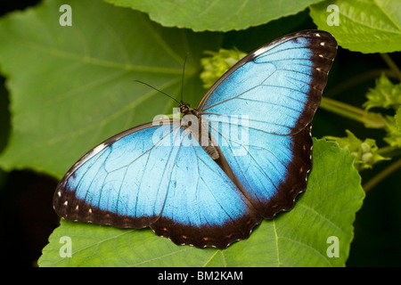 Blu Peleides morfo butterfly (Morpho peleides) appollaiate su un impianto Foto Stock